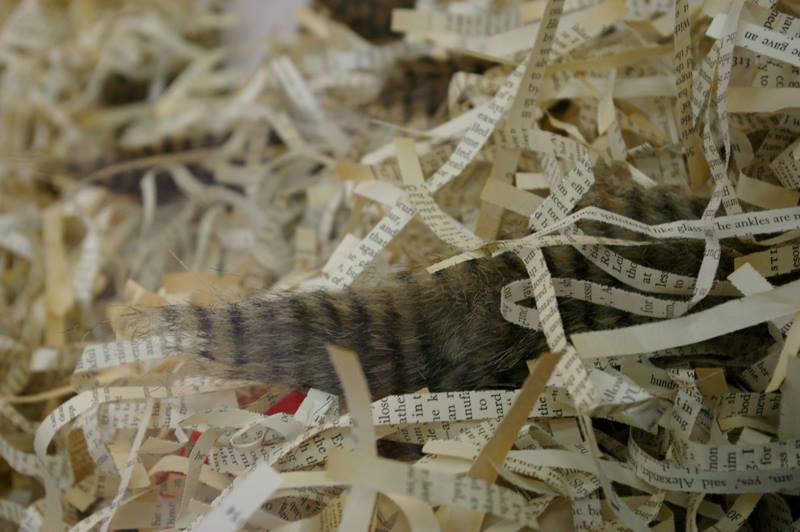 10917071_333076920149397_2848958961106187226_n (1)